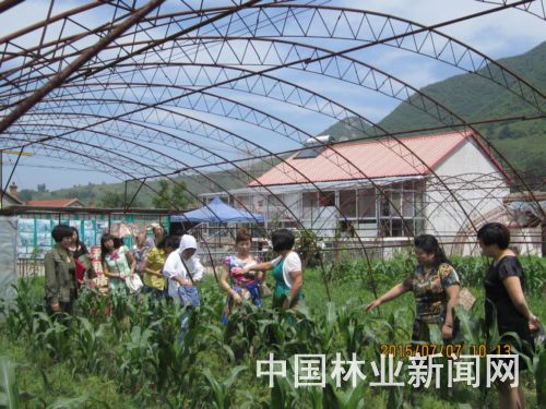 紅松 接 出半邊天
