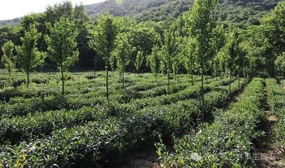 全國林下經濟發展指南(2021-2030年)(一)| 林地利用范圍與發展模式