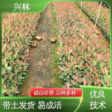 k3桉樹苗品種
