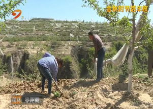 紅彤彤甜蜜蜜 米脂7萬畝山地蘋果豐收啦