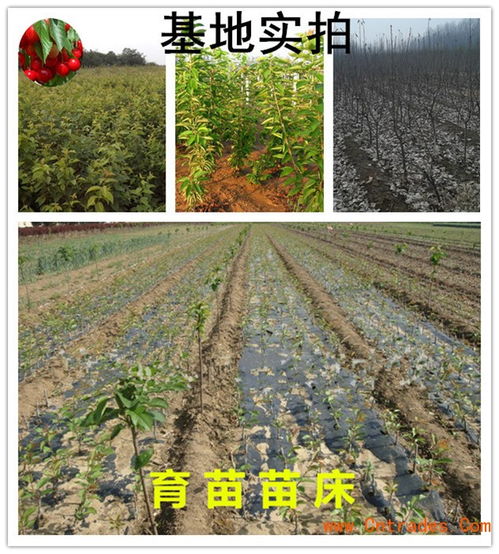 供應遼核1號核桃苗 當年苗