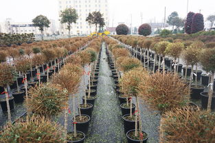 實地參觀考察 植物新品種的浙江力量