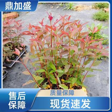 桉樹苗批發多少錢一棵