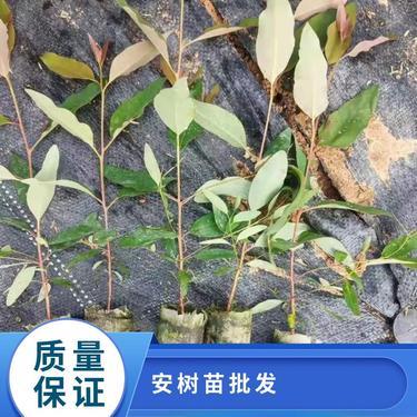 桉樹市場價多少錢一棵