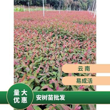 基地種植紫山藥 出售新鮮長紫玉淮山藥 70-90cm 農家綠色種植