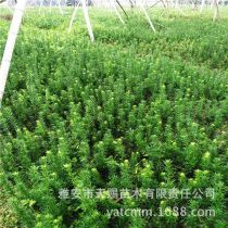 美國竹柳3號廠商公司_2021年美國竹柳3號較新批發商_美國竹柳3號