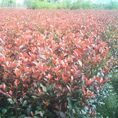 造林苗、城鎮(zhèn)綠化苗_經(jīng)濟(jì)林苗、花卉_草坪、盆景