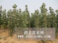 培育銷售造林苗、城鎮(zhèn)綠化苗、經(jīng)濟(jì)林苗、花卉。為本社農(nóng)民購買所需的生產(chǎn)資河北 廊坊大城縣綠谷苗木種植農(nóng)民專業(yè)合作社產(chǎn)品供應(yīng)第1頁