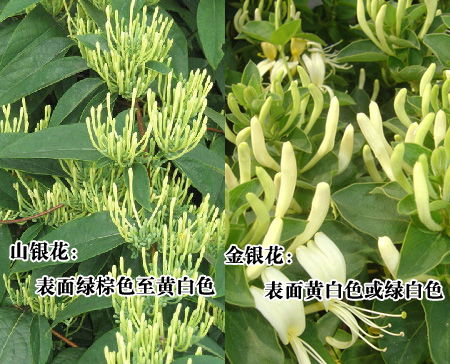 百萬畝山銀花遭淘汰 緊缺10億株金銀花苗