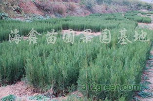 供應(yīng)經(jīng)濟(jì)林苗木