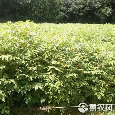 漆樹 經濟林苗,出漆率高,