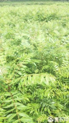 漆樹 經濟林苗,出漆率高,