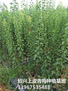 青梅種植基地批發(fā)紅梅苗數量30萬株價格 青梅種植基地批發(fā)紅梅苗數量30萬株型號規(guī)格