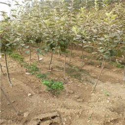 瑞雪蘋果苗管理方法 瑞雪蘋果苗畝產多斤