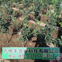 拉薩