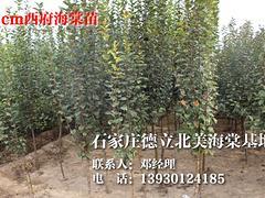 資陽西府海棠苗 超值的西府海棠苗出售,資陽西府海棠苗 超值的西府海棠苗出售生產廠家,資陽西府海棠苗 超值的西府海棠苗出售價格