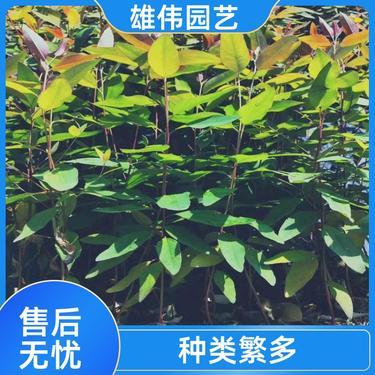 桉樹苗批發多少錢一棵