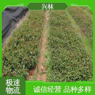 現在桉樹多少錢一畝