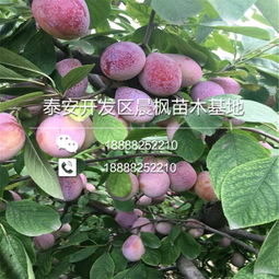 【紅喜梅西梅苗怎么聯系】-