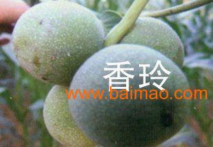 山西省運城市絳縣古絳鎮批發供應核桃苗,果樹苗,葡萄苗,山楂苗