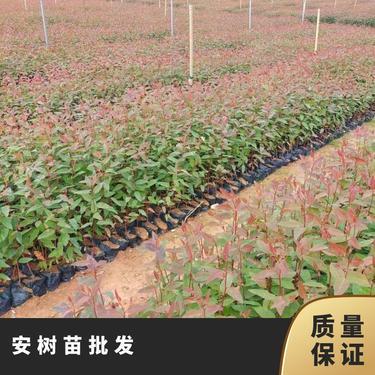 桉樹苗多少錢一棵