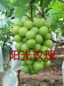 【冬桃苗新品種,冬雪蜜桃樹苗】- 