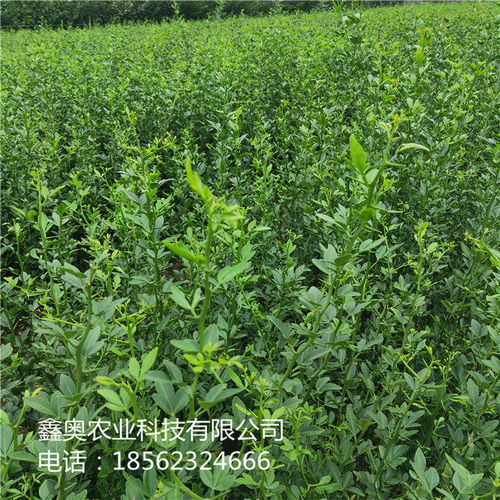 公司報價 枸橘苗品種齊全包頭 大量出售 枳殼苗