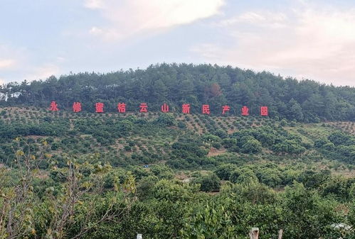 永修縣云山集團首屆柑橘采摘節10月10日開幕