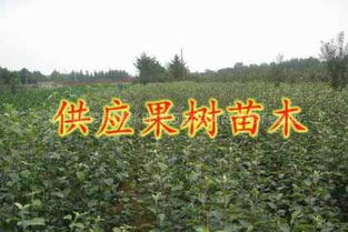 1127 長期大量供應各種果樹苗木 